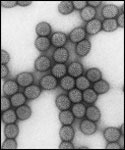 20110306-rotavirus cdc  disease_rotavirus.jpg